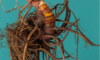 Supplements for Menopause: Natural Remedies for Wellbeing