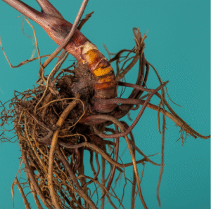 Supplements for Menopause: Natural Remedies for Wellbeing