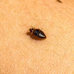 Bed Bug Infestations: How to Identify, Treat, and Prevent