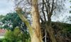 Spotted Gum Tree Hit by Lightning in Adamstown Heights: Insights