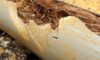 Pipe Relining: Combatting Tree Roots in Your Drains