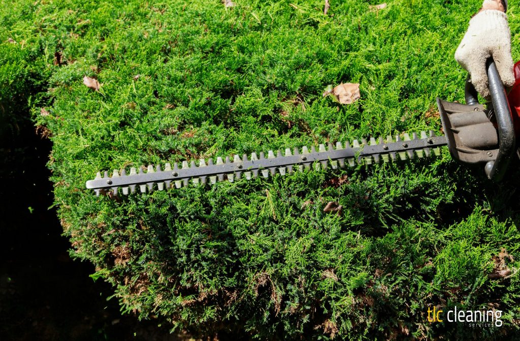 Hedge Trimming Best Practices for Queen Camel Gardens