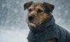 Weather-Resistant Gear for Pets: Essential Must-Haves