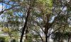 Arborists in Newcastle: Trees They Often Remove and Why