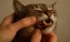 Teeth Brushing Kits for Cats: Essential Oral Care Tips