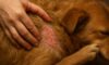 Flea Control for Pets: Tips to Prevent Autumn Infestations