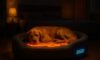 Temperature-Controlled Beds for Pets: A Guide to Comfort