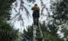 Electrical Defect Notice Response on the Mid North Coast