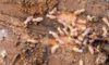 Termite Risk Management Explained for Nsw Homes